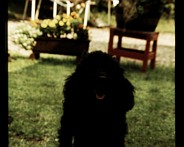 De Hond  Foto gemaakt achtertuin huis Leusen, De hond