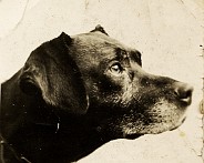 1943 Hond 1