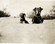 1943 Honden 2