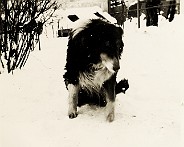 1955-Winter-in-Mierlo-Hout-Collie